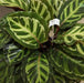 Calathea roseo picta,Calathea, Peacock Plant - Kadiyam Nursery