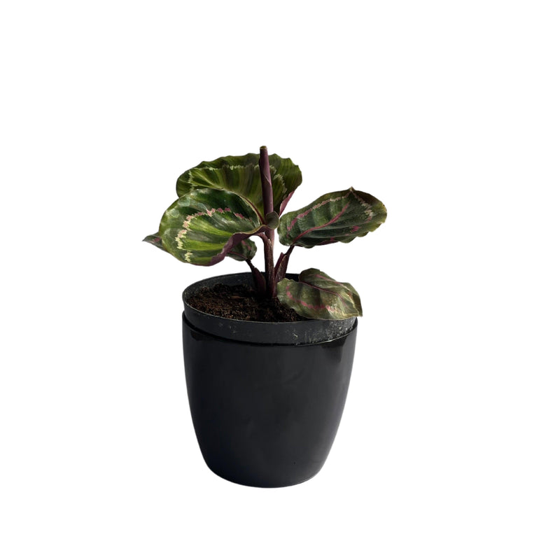 Calathea Roseopicta Jungle Rose Variegated Rare Imported Variety Natural Live Plant in Pot - Kadiyam Nursery