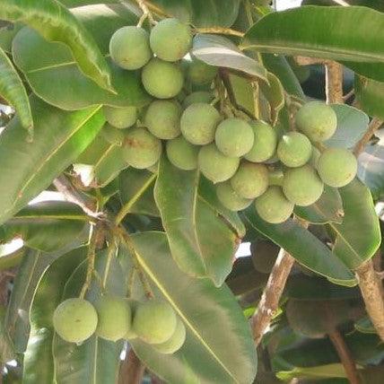 Calophyllum inophyllum,Indian Laurel, Alexandrian Laurel, Beauty Leaf, Kamant Dilo Oil - Kadiyam Nursery