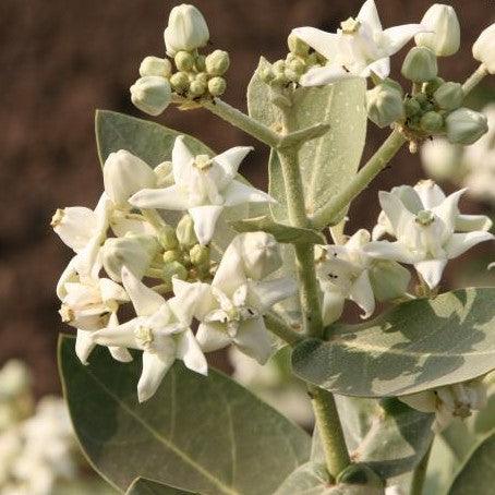 Calotropis porcera,Felt Plant - Kadiyam Nursery