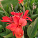 canna dwarf red