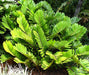 Cardboard palm (Zamia Furfuracea - Plant) - Kadiyam Nursery