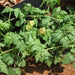 Cardiospermum halicacabum,Balloon Vine, Heartseed - Kadiyam Nursery