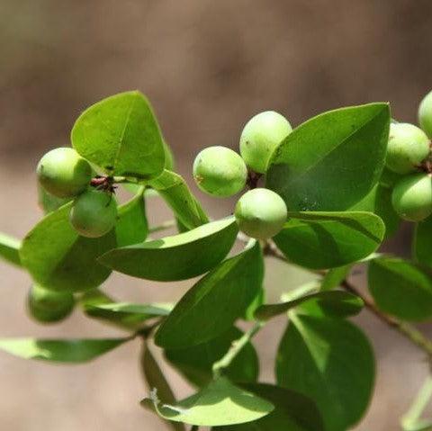 Carissa congesta,Karvand Edible - Kadiyam Nursery