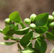 Carissa congesta,Karvand Edible - Kadiyam Nursery