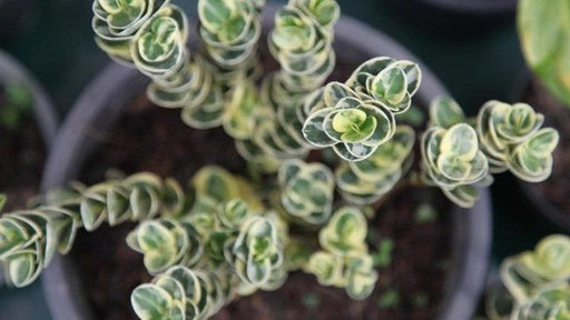 Carissa humphreyi variegata - Kadiyam Nursery