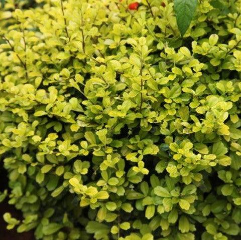 Carmona microphylla aurea,Carmona Aurea. Malphigia Yellow - Kadiyam Nursery