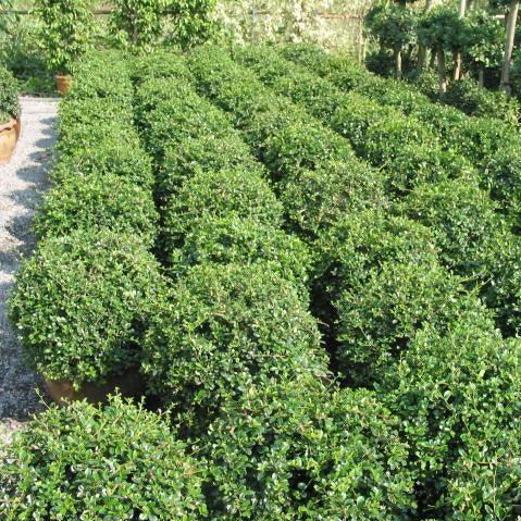 Carmona microphylla,Malpighia Wax, Fukien Tea - Kadiyam Nursery