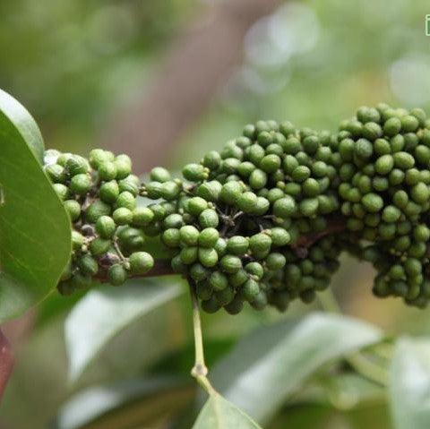 Casearia tomentosa,Chilla - Kadiyam Nursery