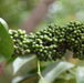 Casearia tomentosa,Chilla - Kadiyam Nursery