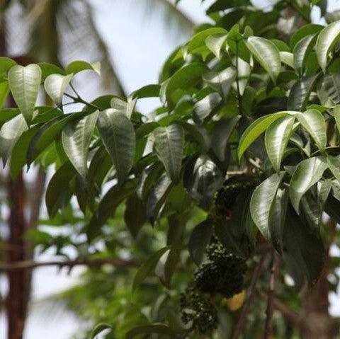 Casearia tomentosa,Chilla - Kadiyam Nursery