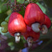 Cashew Nut Garden Rare Grafted Apple Kaju Fruit For Roof Top Plant(1 Healthy Live Plant) - Kadiyam Nursery