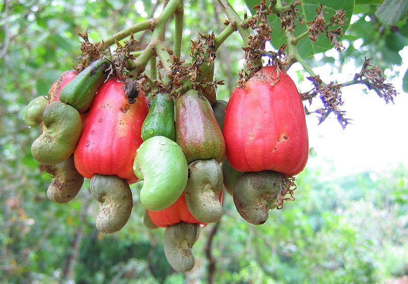 Cashew Nut Garden Rare Grafted Apple Kaju Fruit For Roof Top Plant(1 H ...