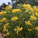 Cassia glauca, C. planisiliqua, Senna surattensis, Scrambled Eggs Tree - Kadiyam Nursery