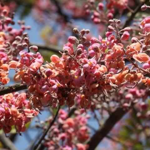 Cassia grandis, Senna grandis,Horse Cassia, Pink Shower - Kadiyam Nursery