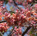 Cassia grandis, Senna grandis,Horse Cassia, Pink Shower - Kadiyam Nursery