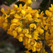 Cassia multijuga, Senna multijuga,November Shower - Kadiyam Nursery