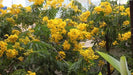 Cassia multijuga, Senna multijuga,November Shower - Kadiyam Nursery