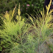 Casuarina equisetifolia aurea,Casurina Golden - Kadiyam Nursery