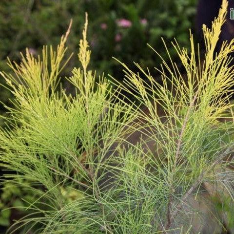 Casuarina equisetifolia aurea,Casurina Golden - Kadiyam Nursery