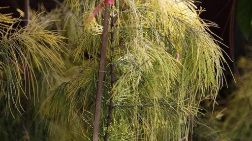 Casuarina equisetifolia aurea,Casurina Golden - Kadiyam Nursery