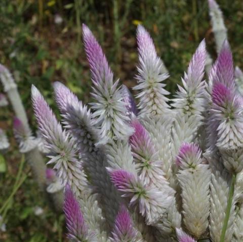 Celosia argentea spinosa,Silver Cockscomb, Wheat Cocks Comb - Kadiyam Nursery