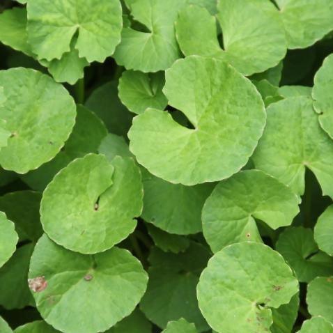 Centella asiatica,Brahmi Big Leaved, Brahma-manduki, Brahm - Kadiyam Nursery