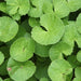 Centella asiatica,Brahmi Big Leaved, Brahma-manduki, Brahm - Kadiyam Nursery