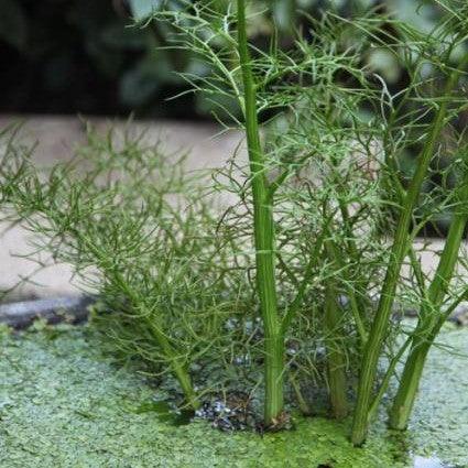 Ceratopteris thalictroides,Water Fern, Aquatic Fern - Kadiyam Nursery