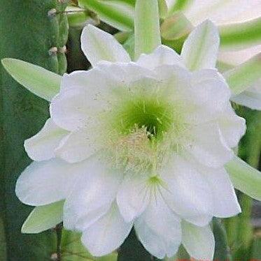 Cereus hexagonus, C. perlucens, C. longflorus, Pilocereus perlucens - Kadiyam Nursery