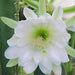 Cereus hexagonus, C. perlucens, C. longflorus, Pilocereus perlucens - Kadiyam Nursery