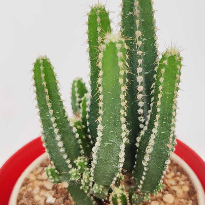 Cereus repandus plant - Kadiyam Nursery