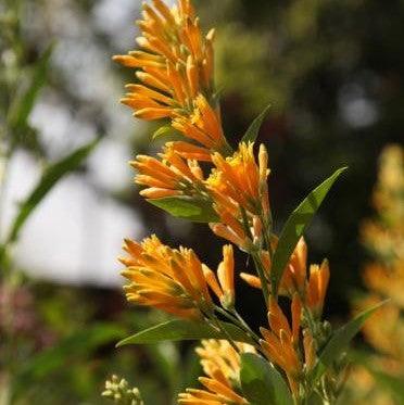 Cestrum aurantiacum,Orange Cestrum, Orange Jessamine, Orange-flowering Jessamine, Yellow Cestrum - Kadiyam Nursery