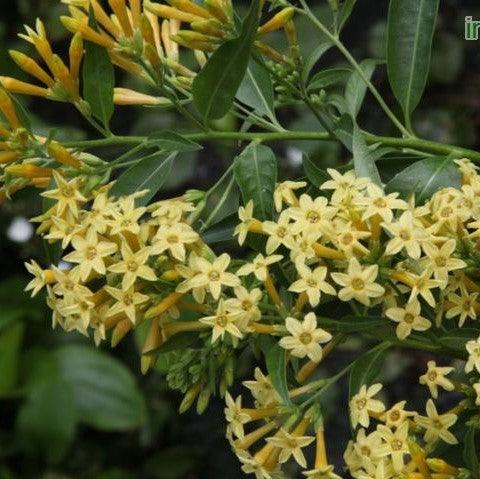 Cestrum parqui,Willow-leaved Jasmine - Kadiyam Nursery