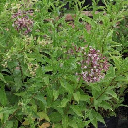 Cestrum purpuratum,Purple Cestrum - Kadiyam Nursery