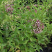 Cestrum purpuratum,Purple Cestrum - Kadiyam Nursery