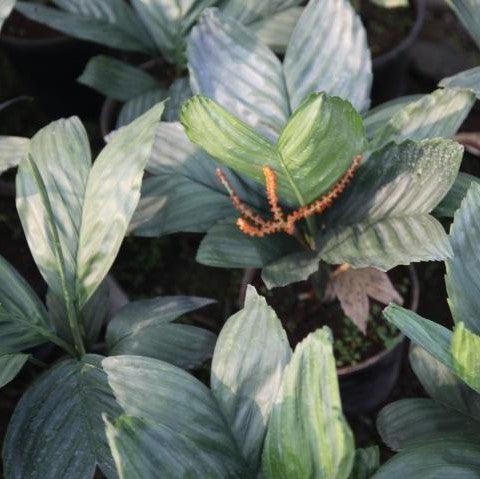 Chamaedorea metallica,Metallic Palm, Metal Leaf Palm - Kadiyam Nursery