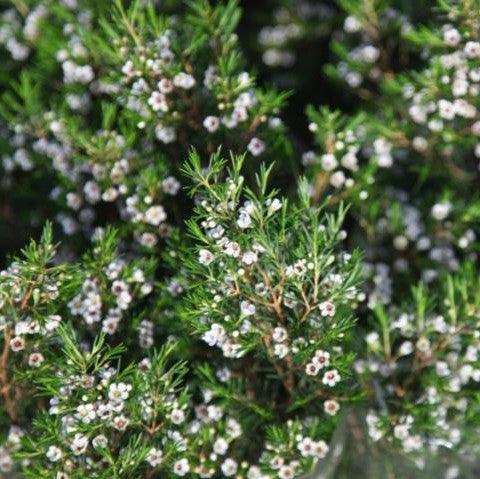 Chamelaucium uncinatum,Geraldton Wax Flower - Kadiyam Nursery