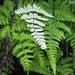 Cheilanthus parinosa,Common Silver Fern - Kadiyam Nursery