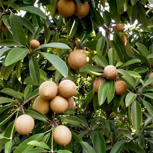 Chikoo (Kalapati) Or Sapota Hybrid Grafted Variety Tree Live Plant - Kadiyam Nursery