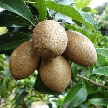 Chikoo (Kalapati) Or Sapota Hybrid Grafted Variety Tree Live Plant - Kadiyam Nursery