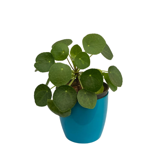 Chinese Money - Pilea Plant with Fiber Pot - Pilea peperomioides | Indoor Desk Plant Exotic Rare Plant | missionary Plant - Kadiyam Nursery