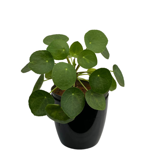 Chinese Money - Pilea Plant with Fiber Pot - Pilea peperomioides | Indoor Desk Plant Exotic Rare Plant | missionary Plant - Kadiyam Nursery