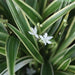 Chlorophytum laxumSpider Plant Dwarf - Kadiyam Nursery