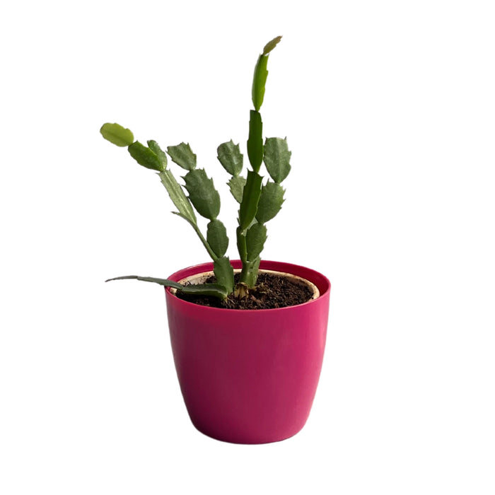 Christmas Cactus, Schlumbergera - Succulent Plant - Kadiyam Nursery