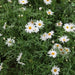 Chrysanthemum anethifolius,Daisy - Kadiyam Nursery