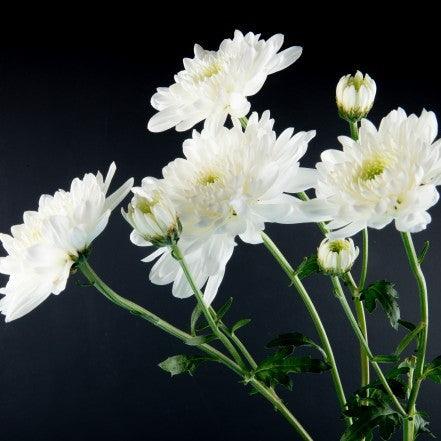 Chrysanthemum Flower White - Kadiyam Nursery