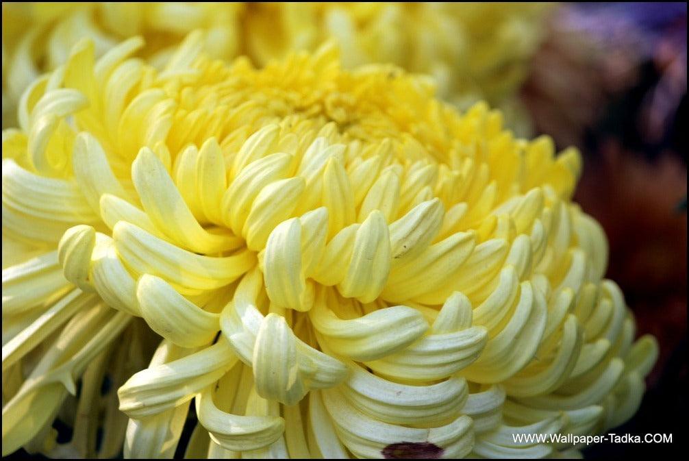 Chrysanthemum Flower Yellow - Kadiyam Nursery