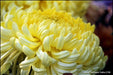 Chrysanthemum Flower Yellow - Kadiyam Nursery