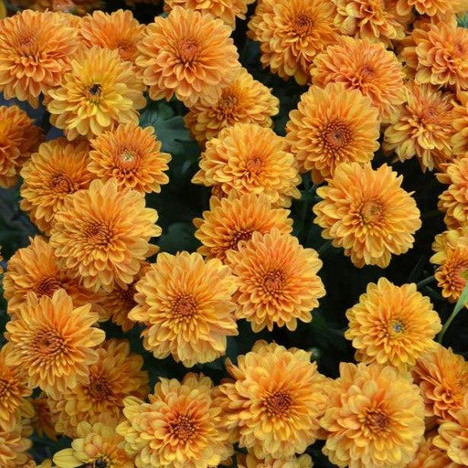 Chrysanthemum Flowers  Brown Plant - Kadiyam Nursery